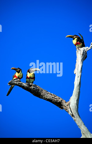 Chestnut-eared Aracari (Pteroglossus castanotis), des profils d'oiseaux sur un arbre, Pantanal, Brésil, Amérique du Sud Banque D'Images