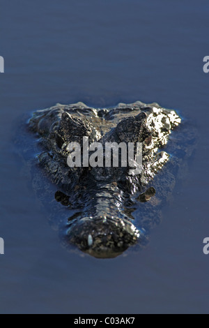 Caiman yacare (Caiman yacare), portrait, natation adultes, Pantanal, Brésil, Amérique du Sud Banque D'Images