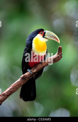 Red-breasted Toucan (Ramphastos dicolorus), des profils sur une branche, Pantanal, Brésil, Amérique du Sud Banque D'Images