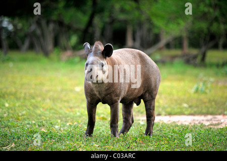 Tapir d'Amérique du Sud (Tapirus terrestris), adulte, Pantanal, Brésil, Amérique du Sud Banque D'Images