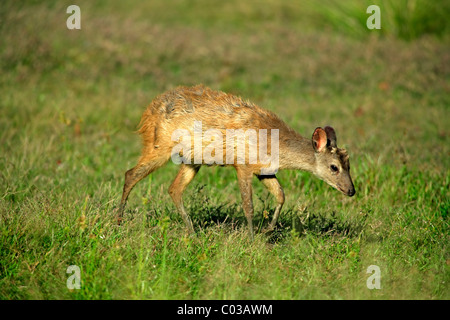 Brocket Mazama gouazoubira (gris), des demi-cultivé cub, Pantanal, Brésil, Amérique du Sud Banque D'Images