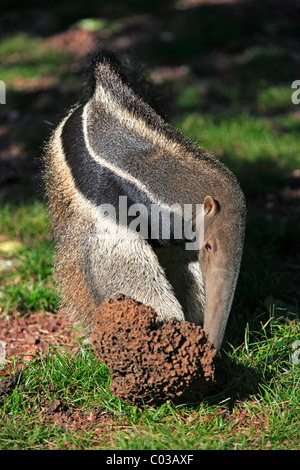 Fourmilier géant (Myrmecophaga tridactyla), adulte se nourrit de termites dans une termitière, Pantanal, Brésil, Amérique du Sud Banque D'Images