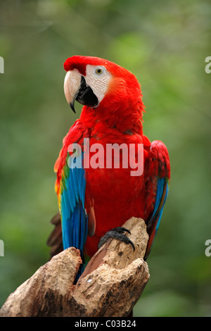 Ara rouge (Ara macao), des profils sur un arbre, Pantanal, Brésil, Amérique du Sud Banque D'Images