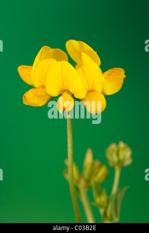 Le lotier (Lotus corniculatus) Banque D'Images