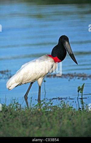 Jabiru mycteria Jabiru (adultes), oiseau sur l'eau, Pantanal, Brésil, Amérique du Sud Banque D'Images