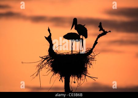 Jabiru mycteria Jabiru (), paire d'un nid dans la matinée, Pantanal, Brésil, Amérique du Sud Banque D'Images