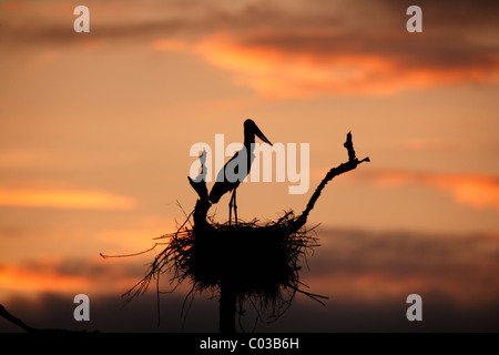 Jabiru mycteria Jabiru (adultes), dans un nid d'oiseaux le matin, Pantanal, Brésil, Amérique du Sud Banque D'Images