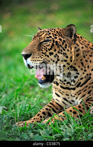 Jaguar (Panthera onca), le bâillement chez les hommes adultes, Pantanal, Brésil, Amérique du Sud Banque D'Images