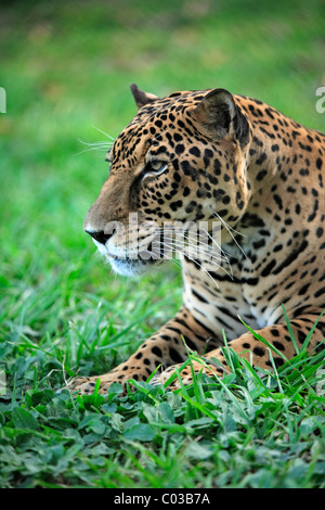 Jaguar (Panthera onca), mâle adulte, Pantanal, Brésil, Amérique du Sud Banque D'Images