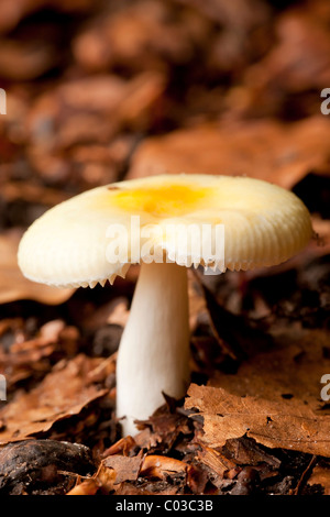 Russule amère Russula fellea (champignons) Banque D'Images