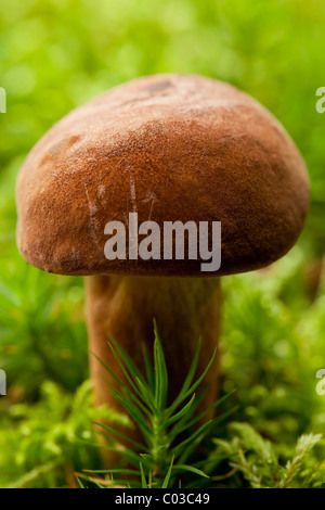 Champignons bolets Bay (Boletus badius) Banque D'Images