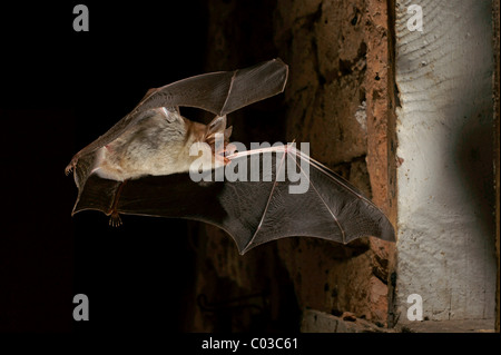 Une plus grande chauve-souris de la souris (Myotis myotis) d'un trimestre d'été Banque D'Images