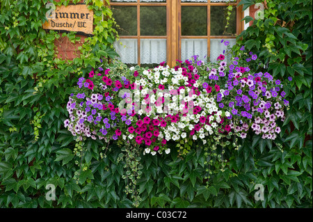 Fenêtre avec géraniums, pension à Titisee, forêt noire, forêt noire, Bade-Wurtemberg, Allemagne, Europe Banque D'Images