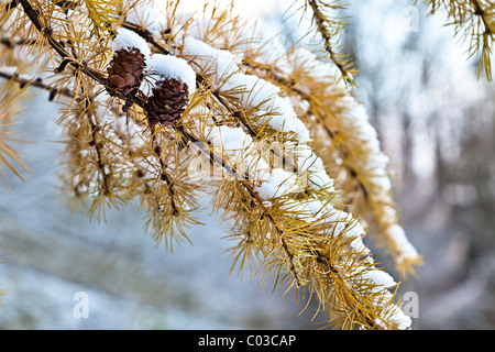Cônes de pin sur la neige en direction du Pays de Galles UK Banque D'Images