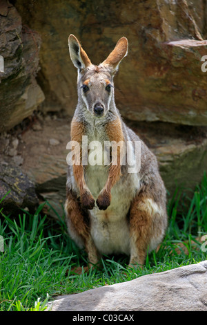 Yellow-footed Rock wallaby (Petrogale xanthopus-), des profils, de l'Australie Banque D'Images