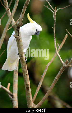 Teneur en soufre cacatoès soufré (Cacatua galerita), d'oiseaux adultes sur une branche, l'Australie Banque D'Images