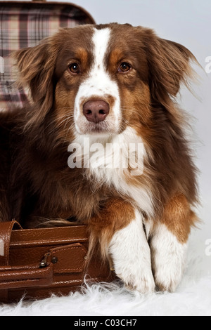 De couleur rouge-merle berger australien pose ses pattes sur le bord d'une valise Banque D'Images