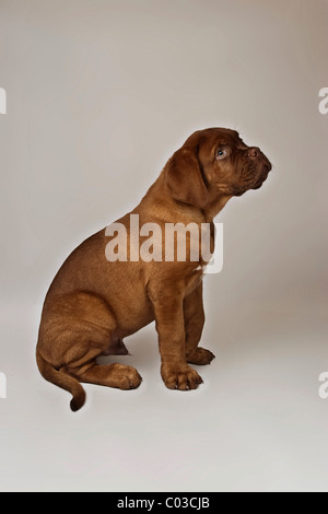 Assis Bordeaux Mastiff Mastiff puppy, ou en français Banque D'Images