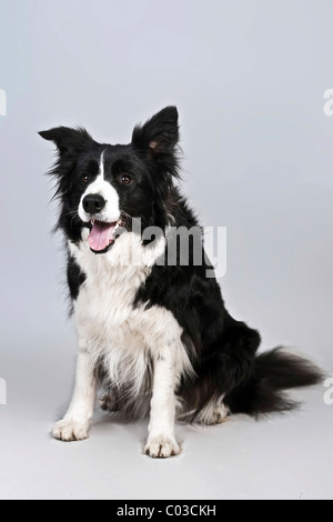 Border Collie assis Banque D'Images