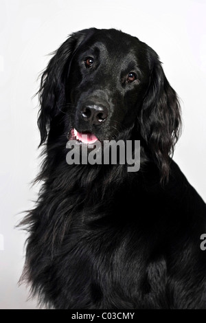 Retriever à Poil Plat, portrait Banque D'Images