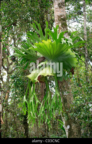 Staghorn fern ou commun fougère Elkhorn (Montagnes Rocheuses), sur l'arbre, Parc National de Lamington, Queensland, Australie Banque D'Images