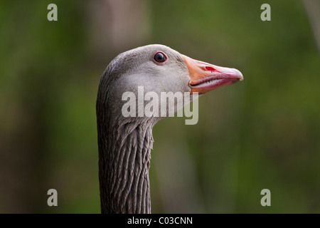 Greylag goose head shot Banque D'Images