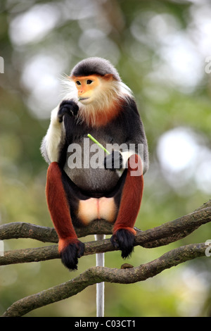 Red-shanked Douc (Pygathrix nemaeus), adulte, femme, l'alimentation, sur l'arbre, de l'Asie Banque D'Images