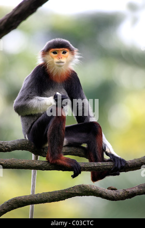 Red-shanked Douc (Pygathrix nemaeus), adulte, femme, l'alimentation, sur l'arbre, de l'Asie Banque D'Images