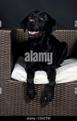 Labrador noir posé sur une chaise en osier Banque D'Images