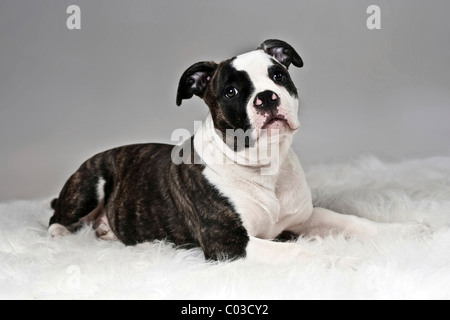 American Bulldog allongé sur une couverture en peluche blanc Banque D'Images