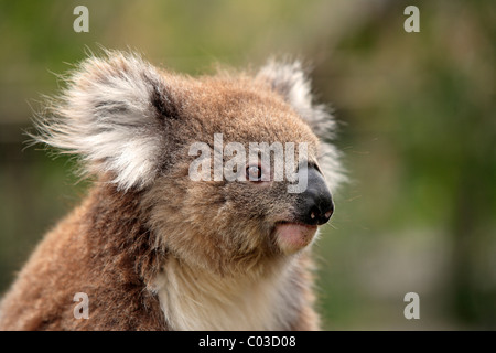 Koala (Phascolarctos cinereus), adulte, portrait, Australie Banque D'Images