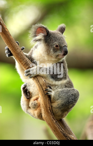 Koala (Phascolarctos cinereus), des profils dans l'arbre, de l'Australie Banque D'Images