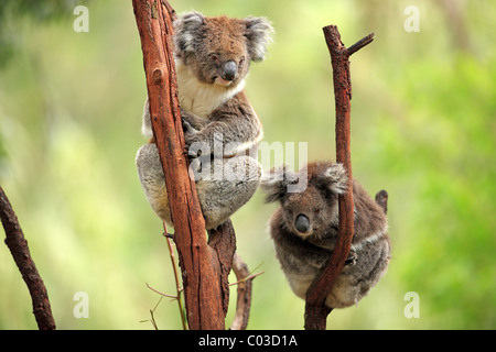 Koala (Phascolarctos cinereus), couple, arbre, Australie Banque D'Images