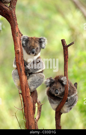 Koala (Phascolarctos cinereus), couple, arbre, Australie Banque D'Images