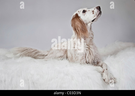 Setter anglais allongé sur une couverture en peluche blanche, jusqu'à Banque D'Images