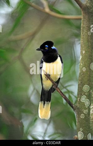 Plush-crested Jay (Cyanocorax chrysops), des profils sur un arbre, Pantanal, Brésil, Amérique du Sud Banque D'Images