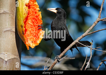 Crested Oropendola (Psarocolius decumanus), des profils sur un arbre, qui se nourrit d'une papaye, Pantanal, Brésil, Amérique du Sud Banque D'Images