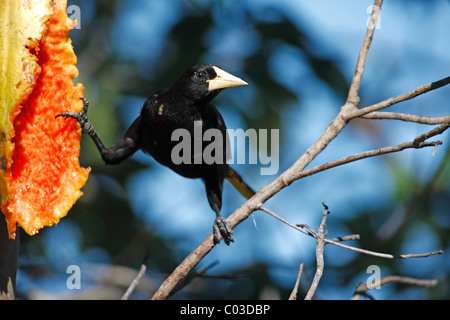 Crested Oropendola (Psarocolius decumanus), des profils sur un arbre, qui se nourrit d'une papaye, Pantanal, Brésil, Amérique du Sud Banque D'Images