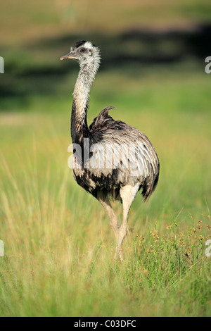 Nandou (Rhea americana), mâle adulte, Pantanal, Brésil, Amérique du Sud Banque D'Images