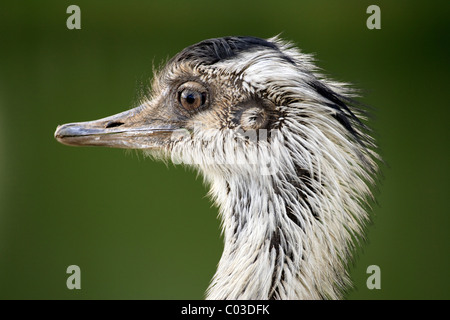 Nandou (Rhea americana), mâle adulte, portrait, Pantanal, Brésil, Amérique du Sud Banque D'Images