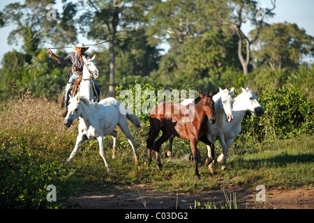Cowboy du Pantanal avec un fouet arrondissement chevaux Pantaneiro, Pantanal, Brésil, Amérique du Sud Banque D'Images