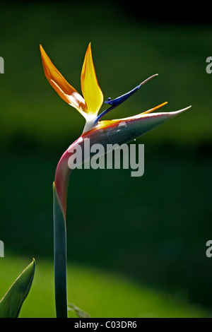 Strelitzia, Crane fleur ou oiseau du paradis (Strelitzia reginae), fleur, Brésil, Amérique du Sud Banque D'Images