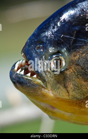 Le piranha à ventre rouge (Pygocentrus nattereri), adulte, portrait, Pantanal, Brésil, Amérique du Sud Banque D'Images