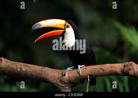 Toucan Toco (Ramphastos toco), adulte, sur l'arbre, Pantanal, Brésil, Amérique du Sud Banque D'Images