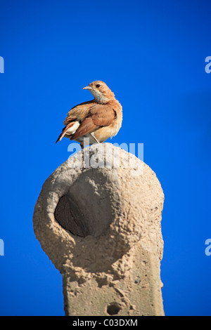 Le Fournier Roux (Furnarius rufus), adultes au nid, Pantanal, Brésil, Amérique du Sud Banque D'Images