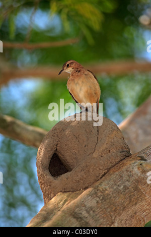 Le Fournier Roux (Furnarius rufus), adultes au nid dans l'arbre, Pantanal, Brésil, Amérique du Sud Banque D'Images