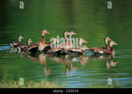 Paire de canards sifflement à ventre noir (Dendrocygna autumnalis) nager sur un étang, Pantanal, Brésil, Amérique du Sud Banque D'Images