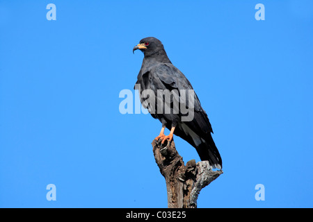 Milan des marais (Rostrhamus sociabilis) mâle adulte, perché sur un belvédère, Pantanal, Brésil, Amérique du Sud Banque D'Images