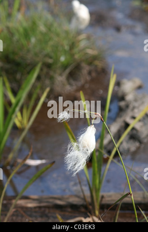 La linaigrette (Eriophorum angustifolium) croissant dans un marais sur la commune de Kent, Hothfield Banque D'Images