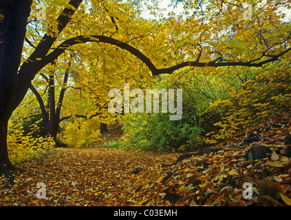 Voir à coloré les feuilles tombées et les arbres dans un parc Banque D'Images